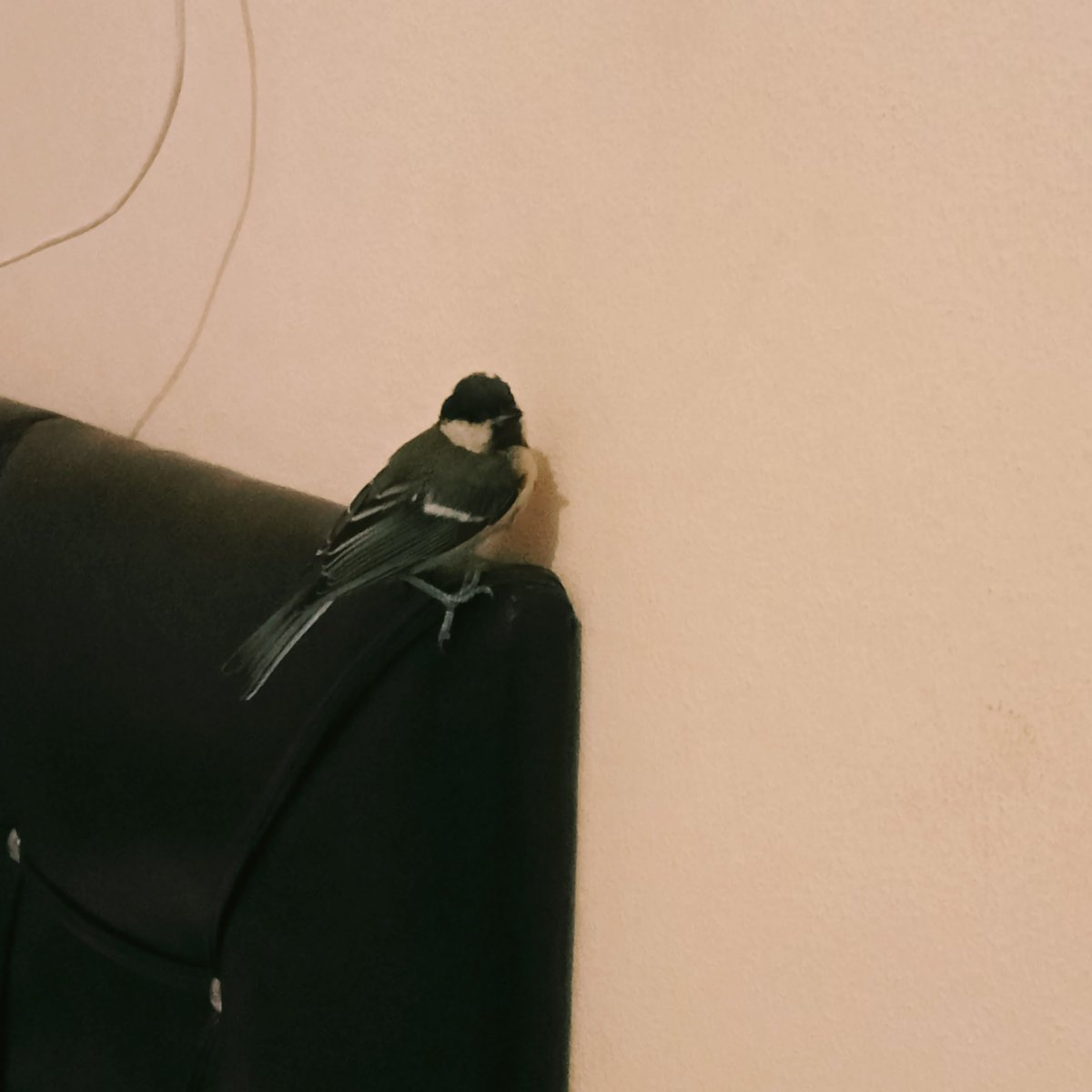 Bir süredir kuşlara merakım var. Ve onları dinlemek çok hoşuma gidiyor.  Bugün başıma böyle bir şey geldi gecenin bu saatinde eve giren şu tatlı şeyle uğraştım.  Güvenli bir şekilde doğaya bıraktım fakat türünü merak ettim.  
Kuşlarla ilgilenen biri varmı?