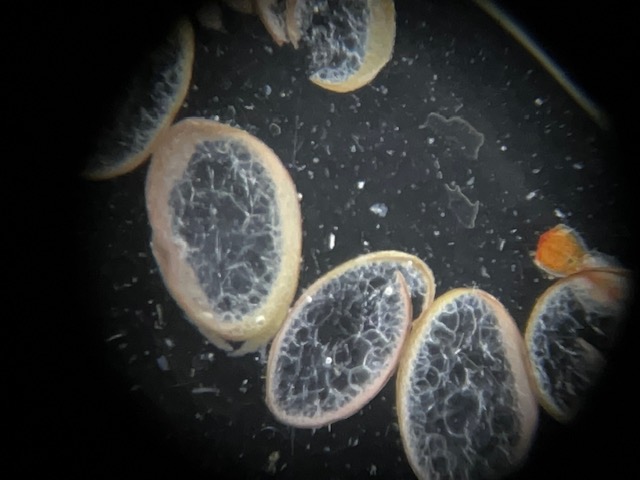 For #phycologyfriday I have a fun #mystery #seaweed. Collected in #SanDiegoBay. Also, the cross section consists of large medullary cells for those in the know...Any guesses?