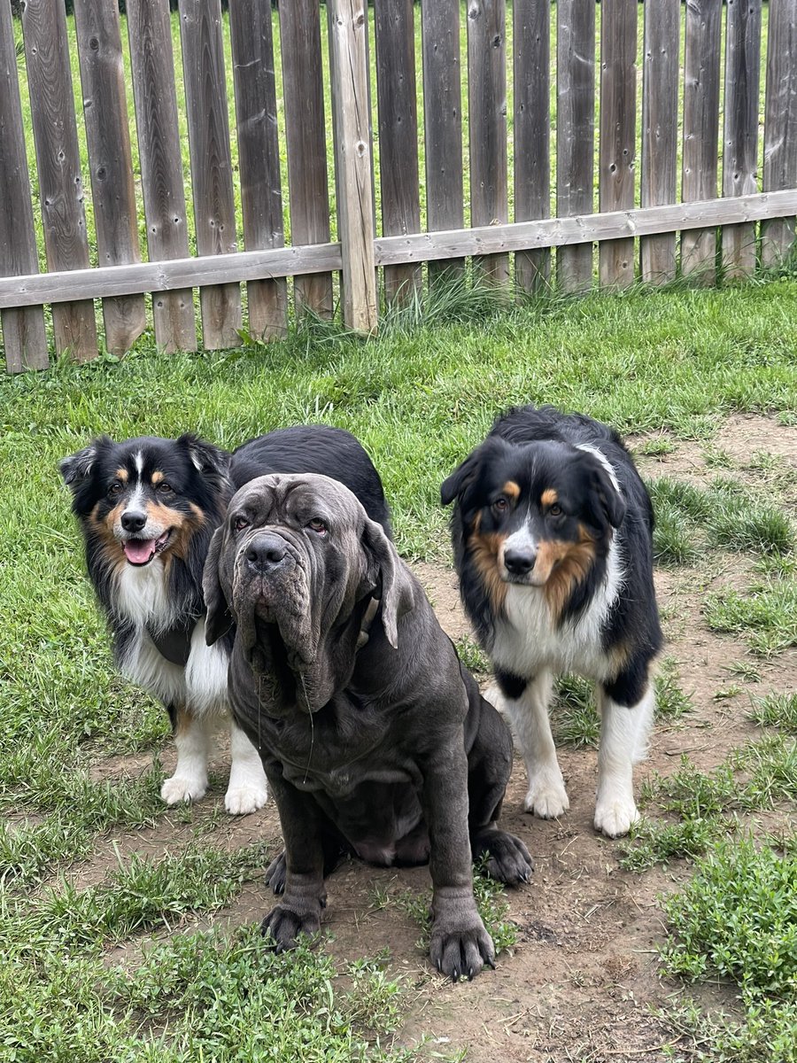 My Dog's Daycare 🇨🇦 tweet media