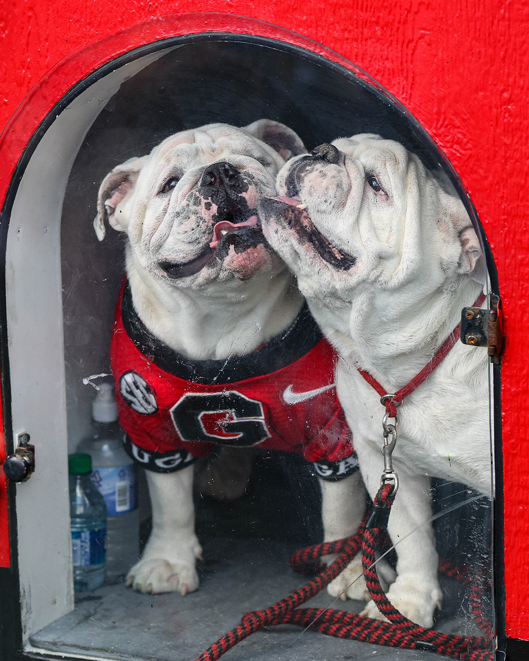 georgia-bulldogs-on-twitter-besties-https-t-co-kmbytdgqq4-twitter