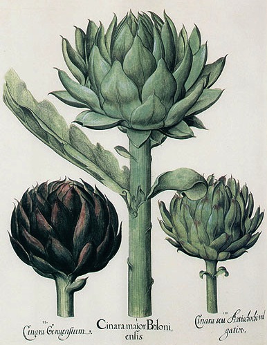 Today is duodi 12 Messidor in the year of the Republic CCXXXI, celebrating the artichoke.