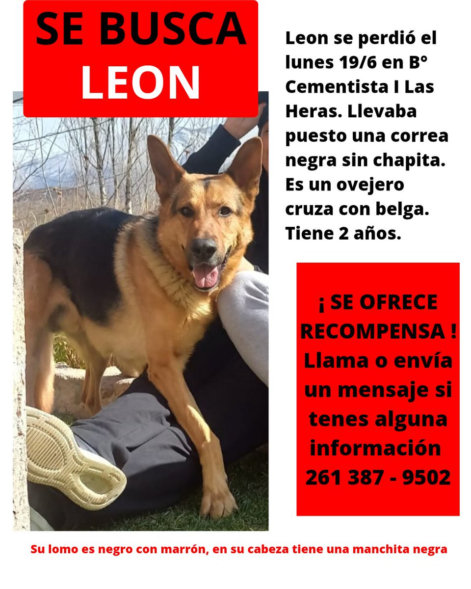 1913Julieta's tweet photo. Sigo buscando a mi bebe. Se llama León, se perdió el 19/6 tiene 2 años es un ovejero alemán cruza con belga llevaba puesto una correa negra sin chapita. Les pido xfavor si pueden compartir la imagen y si lo ven retenganlo porque hay una familia que lo espera y lo extraña https://t.co/2cSdbiFzK7