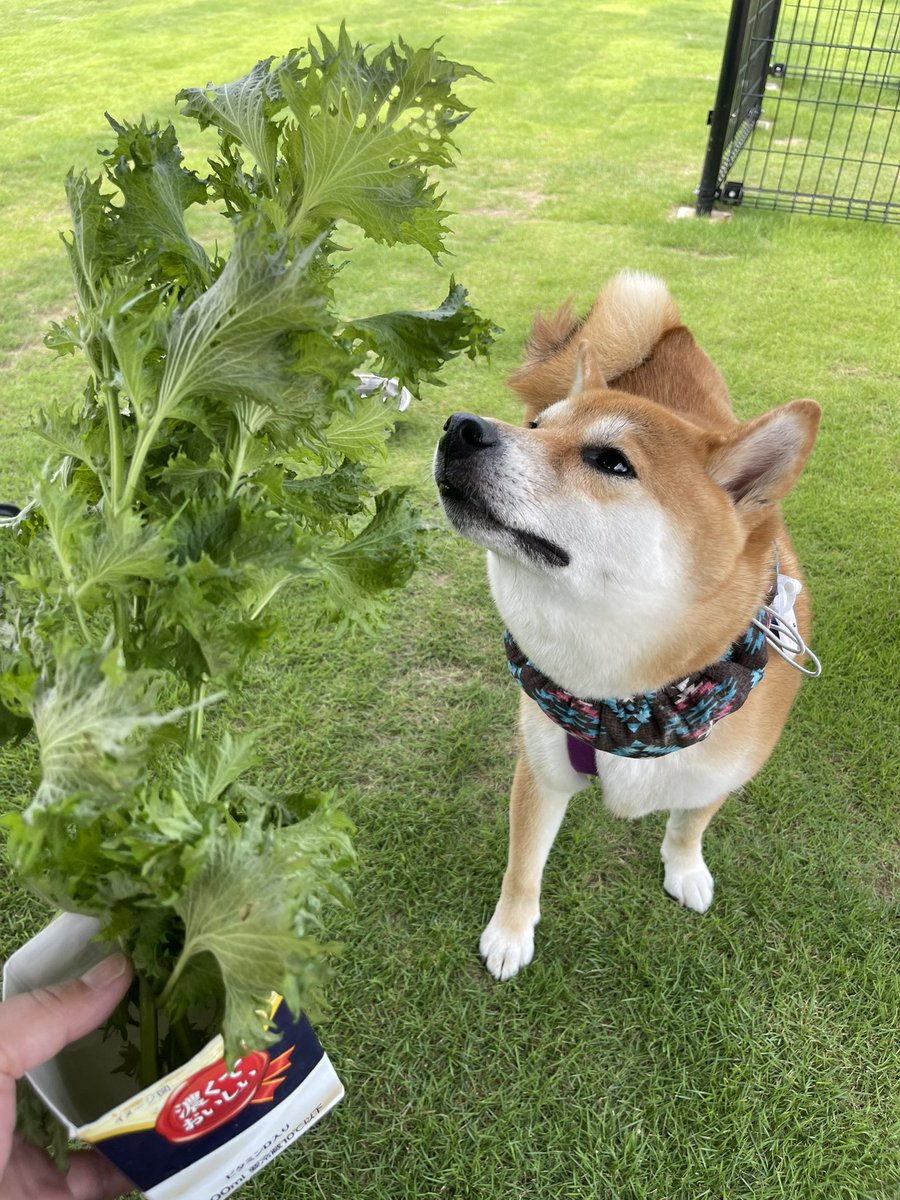 柴犬のしばお&あんず (@shi_ba_o) / Posts / X