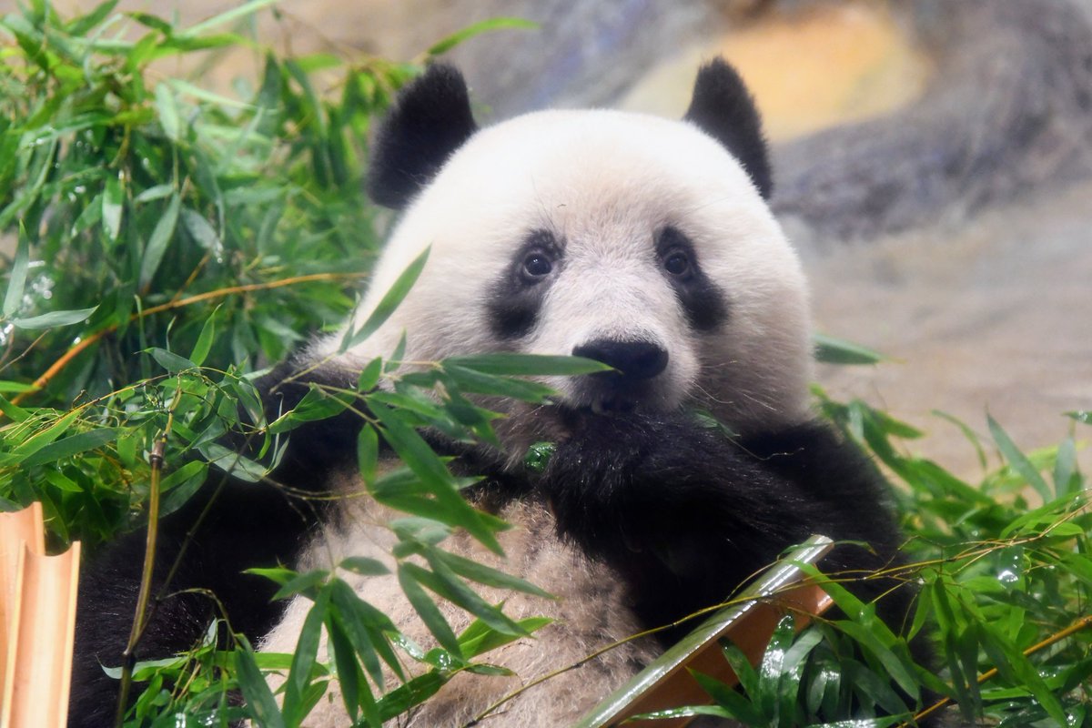 シャンちゃん🍎おはよう
#シャンシャン #香香 #xiangxiang #ジャイアントパンダ #giantpanda