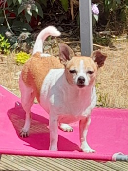 MissingPetsGB's tweet photo. 🐕 CHERRY #missing adult #Chihuahua X 
Missing from Winterfold Woods, Cranleigh #GU6 since
Thursday 29 June 2023. CHERRY is Mlmainly white with brown ears &amp; marks. Small lines of black on her face. Left ear tip bends over normally right ear straight
https://t.co/fo2ACPiNt0 https://t.co/0t9fQrD3Nd