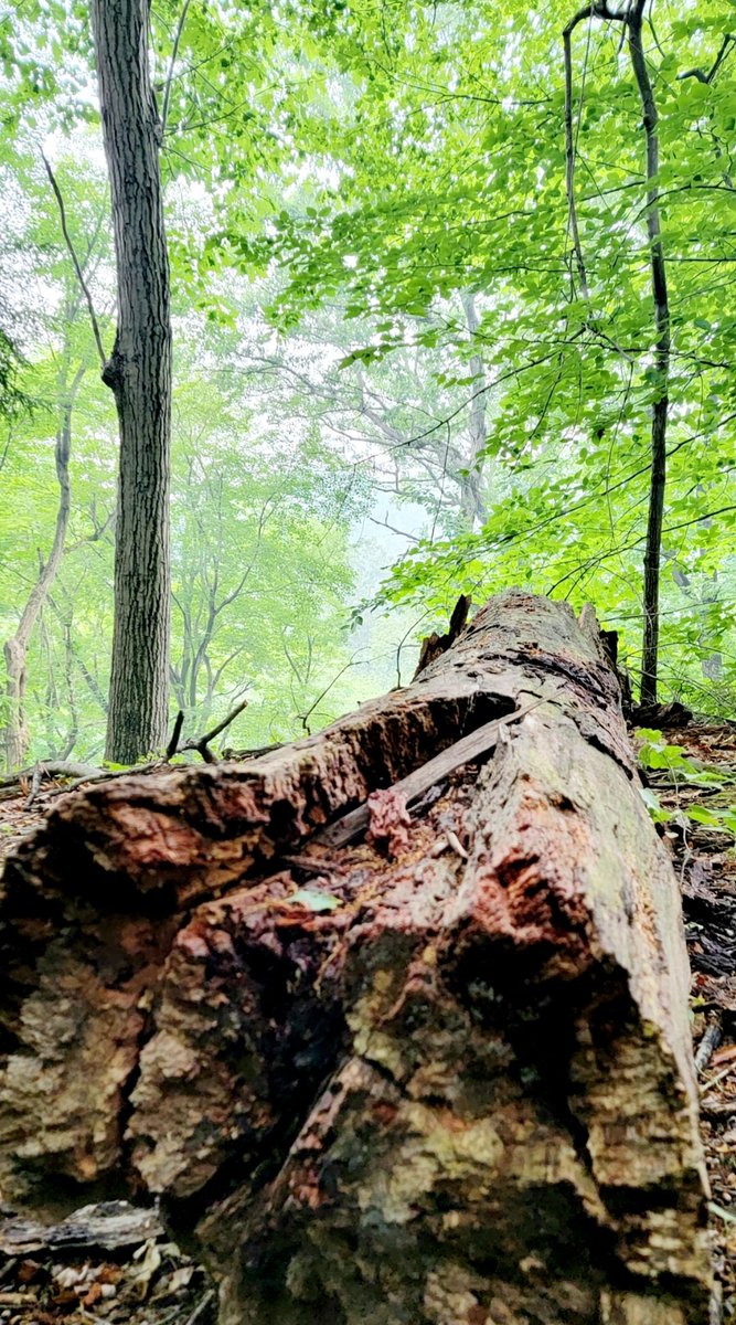 Buckeye Trail through Cuyahoga Valley National Park! #Hike #hiking #hikingadventures #photo #photography #nature #NaturePhotography #photographer #getoutside