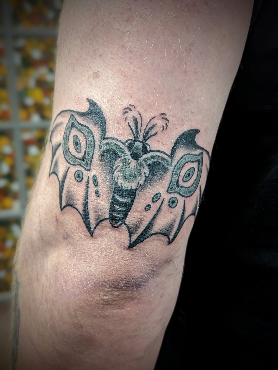 moth bat