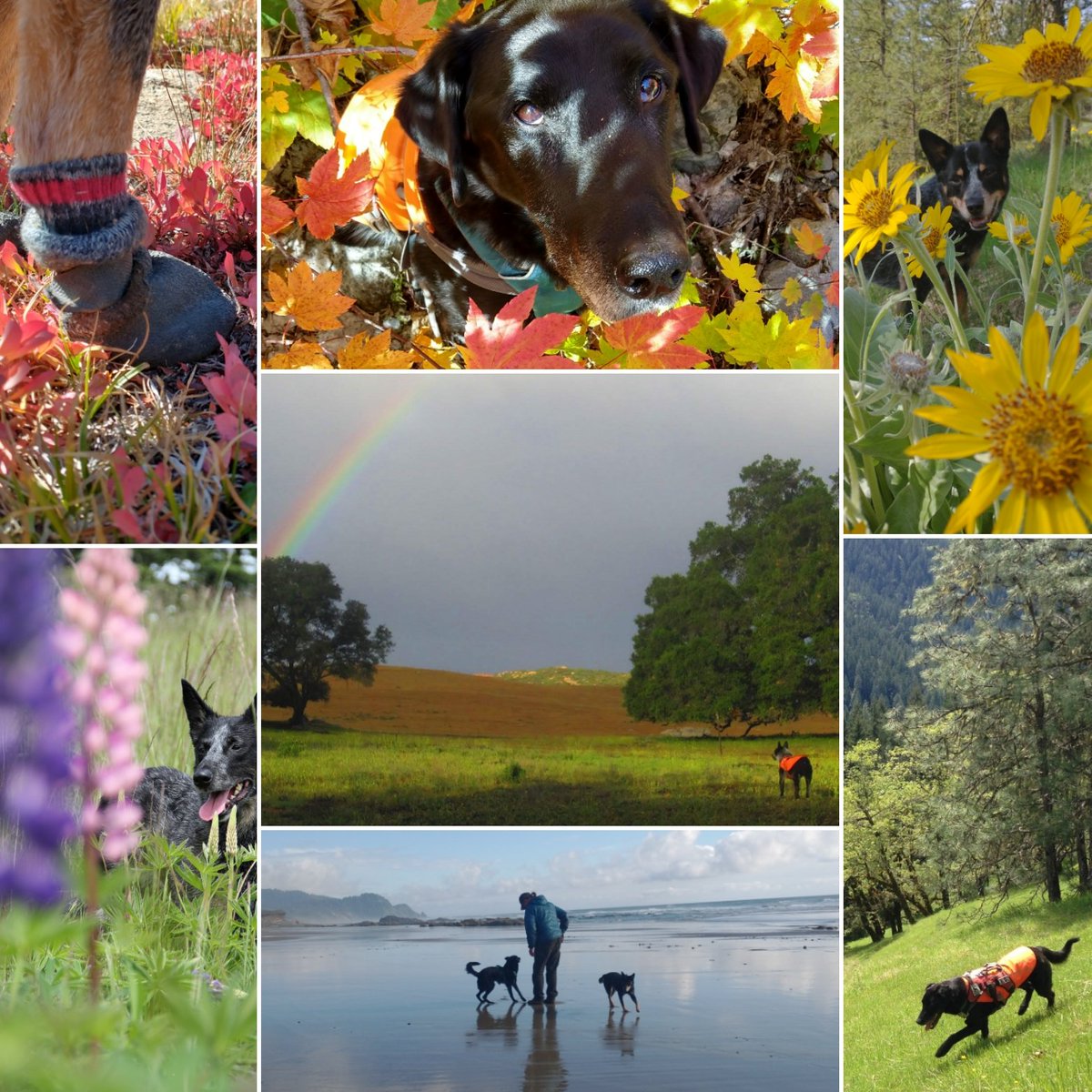 "We need, in every community, a group of angelic troublemakers." -B.Rustin 

🌈 Even though #PrideMonth has come to a close, our #ConservationDogs will continue to celebrate the beautiful 🌎 we live in, in all its multi-hued complexities.

♥️🧡💛💚💙💜🖤