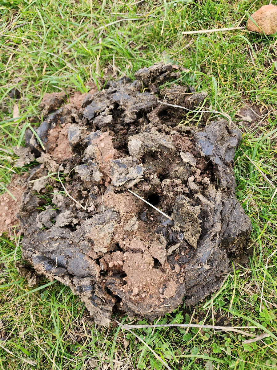More dung beetles action. 
#SoilHealth #soilcarbon