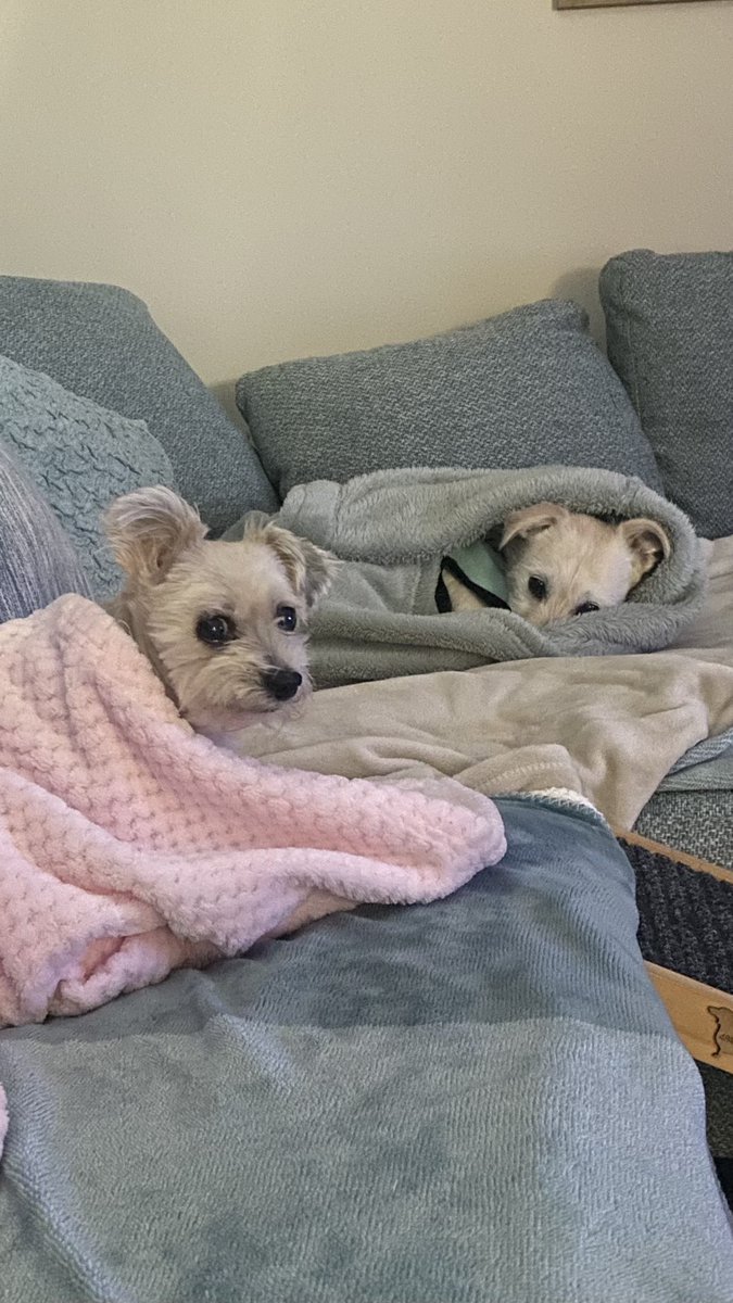 Rachelch35's tweet image. Cold morning in Perth #AdoptDontShop  🥶 #perthweather