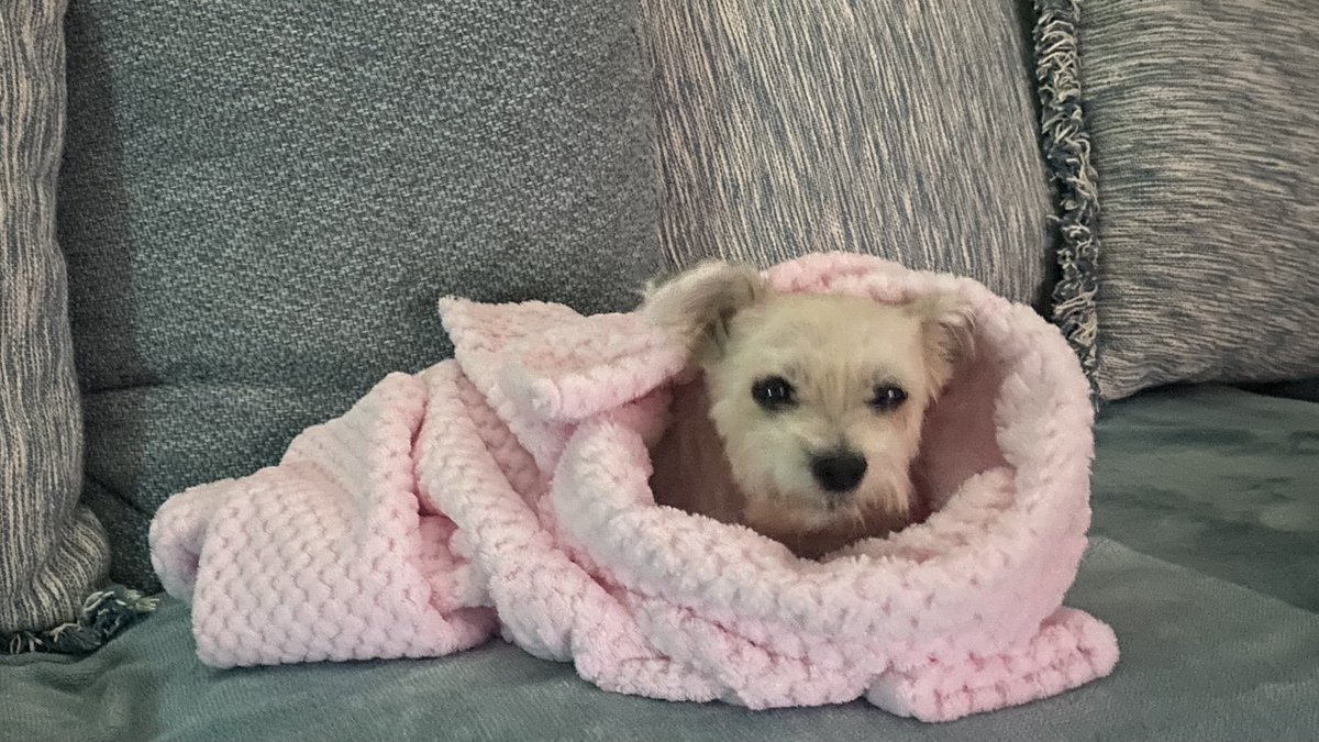 Rachelch35's tweet image. Cold morning in Perth #AdoptDontShop  🥶 #perthweather