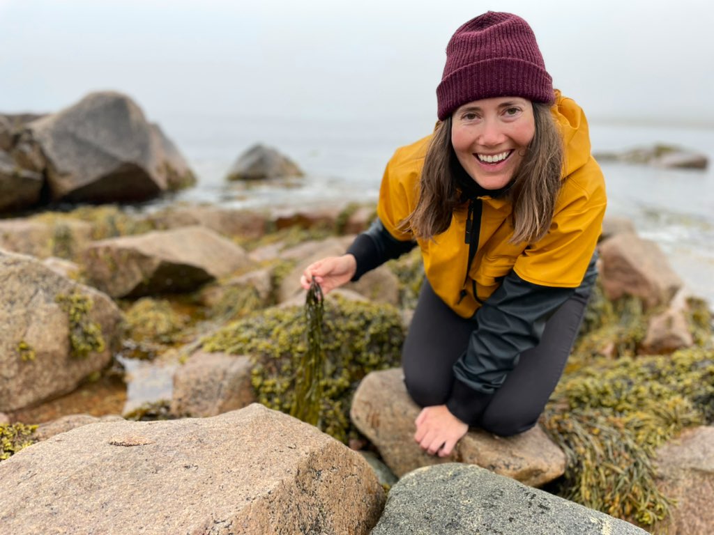 Fabulous Fucoids in the fog (𝘍𝘶𝘤𝘶𝘴 and 𝘈𝘴𝘤𝘰𝘱𝘩𝘺𝘭𝘭𝘶𝘮) on the south coast of Newfoundland for #phycologyfriday. I also need to learn my Atlantic kelp species!