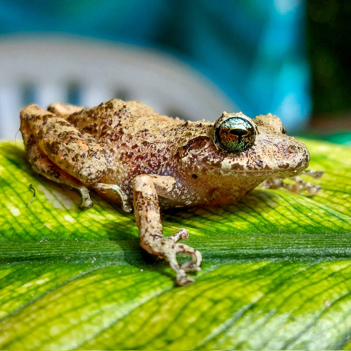 ElEncantoNature's tweet photo. Pristimantis sp
Una de las belleza ocultas en el jardín de nuestra reserva 
#elencantonr
#frogs #andes #andean #colombia #huila https://t.co/7ZdzcgYm2c