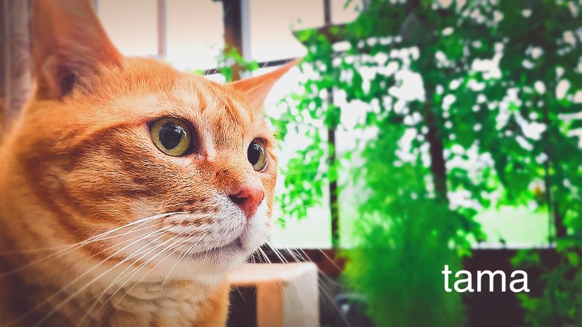 sen10teto's tweet image. 線状降水帯が通り過ぎてる九州の真ん中らへん。

そんな日でも、外で踏ん張ってる
元野良猫のタマちゃん♂💛

一点集中している
可愛い6歳児を見に来てね〜w

youtu.be/32pNr7qDwIg

 #猫エイズ
 #猫エイズキャリア
 #catio
 #キャティオ