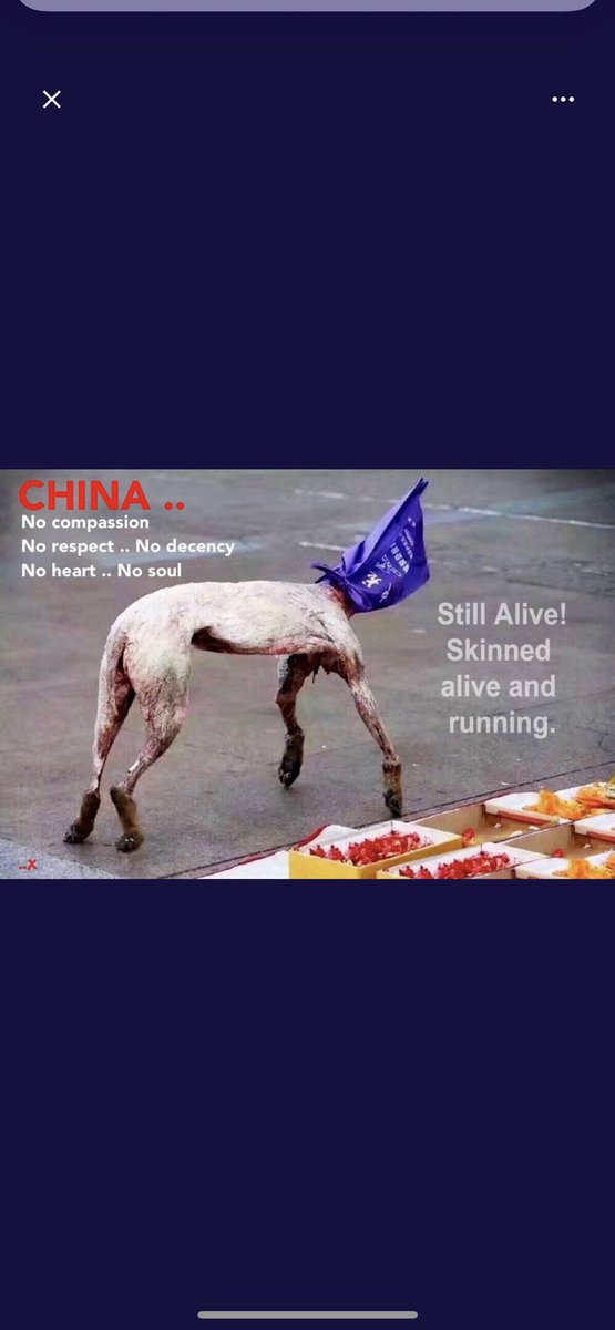 I NEED EVERY SINGLE PERSON who sees this tweet to retweet it and keep retweeting it until the dog meat trade in Asia is over.This is unacceptable on any basic human level.This is not xenophobia.Stop torturing, murdering, and eating dogs.This is not anyone’s tradition;it’s about💰