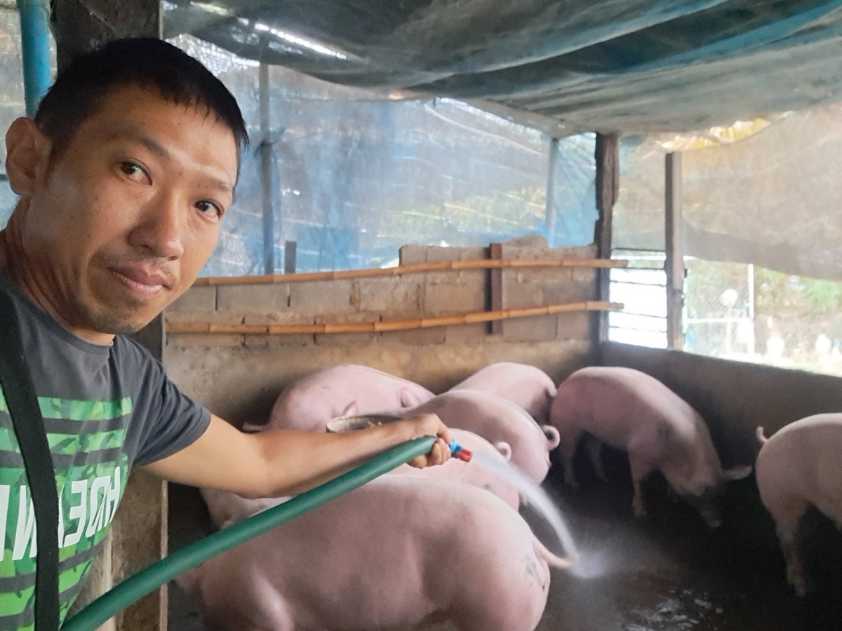 ball92502679's tweet photo. ล้างขี้หมูกันครับ https://t.co/RtsxvczK31