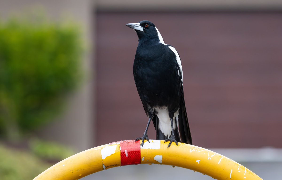 Some cheeky magpies in the neighbourhood😀🐦🐦🐦

#NaturePhotograhpy #urbanwildlife #urbanbirds @BirdlifeOz @UrbanBirdsOz #magpie #birdphotography #australianmagpie