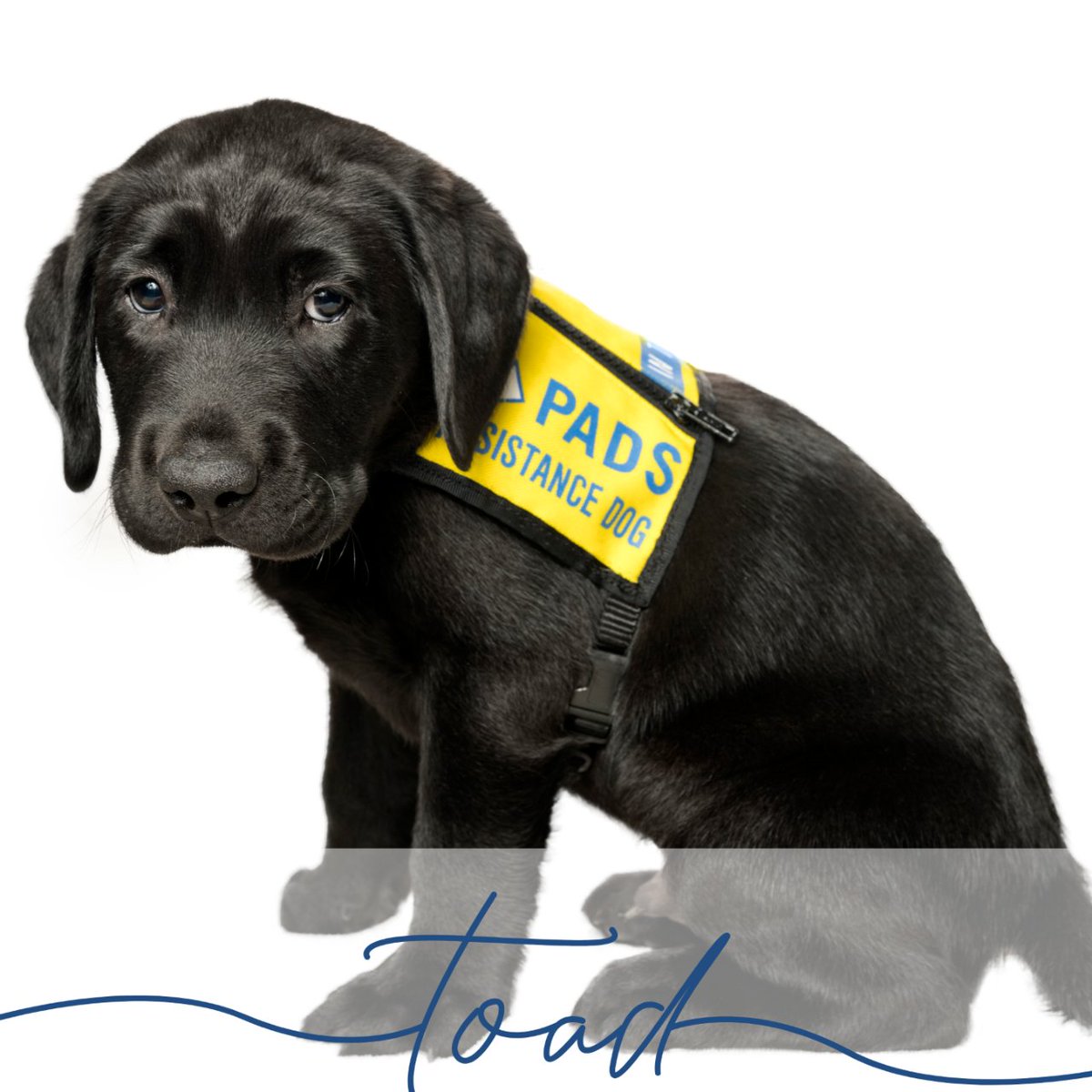 PADSdogs's tweet image. We are so grateful for their Breeder Caretaker Tiff and her helpers for giving these pups the best possible start in life. 

#PADSPuppies #RaiseAPuppyChangeALife #PADSDogs #LifeInTheYellowVest #PADSMarioKartLitter