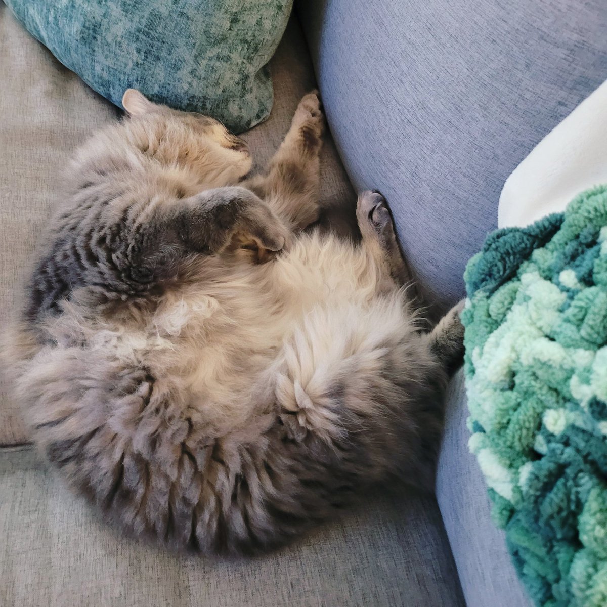 Gonna miss OPLive this weekend, but you know, OPie really needed a break. He's exhausted. 

🇺🇲Y'all have a great weekend and 4th!

#OPLiveKitty #OPLive #OPNation #OPLiveNation #REELZonPeacock