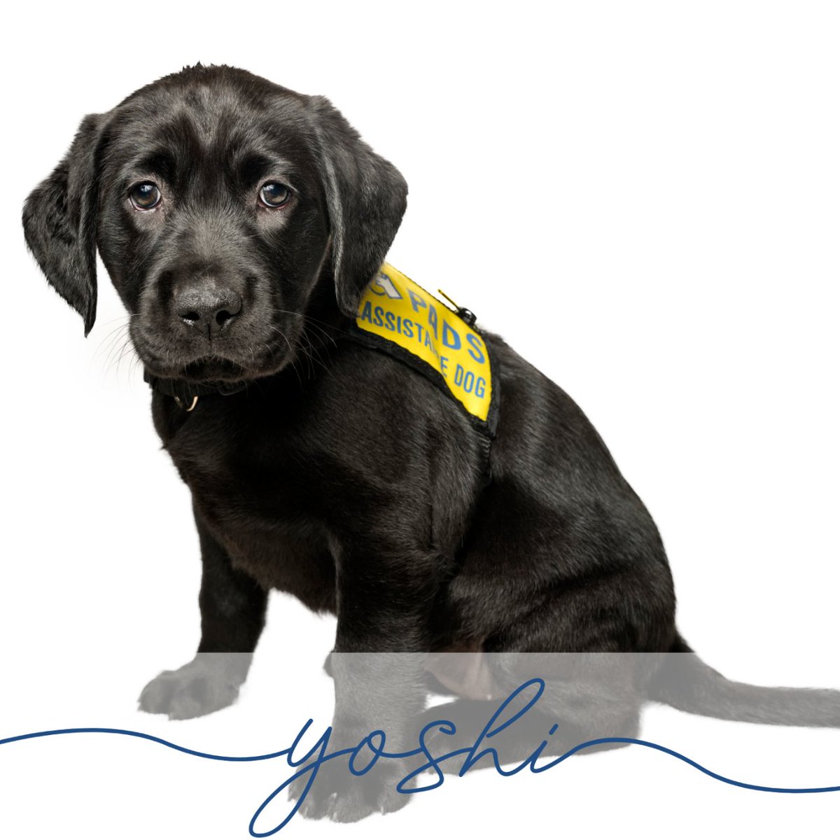 PADSdogs's tweet image. We are so grateful for their Breeder Caretaker Tiff and her helpers for giving these pups the best possible start in life. 

#PADSPuppies #RaiseAPuppyChangeALife #PADSDogs #LifeInTheYellowVest #PADSMarioKartLitter