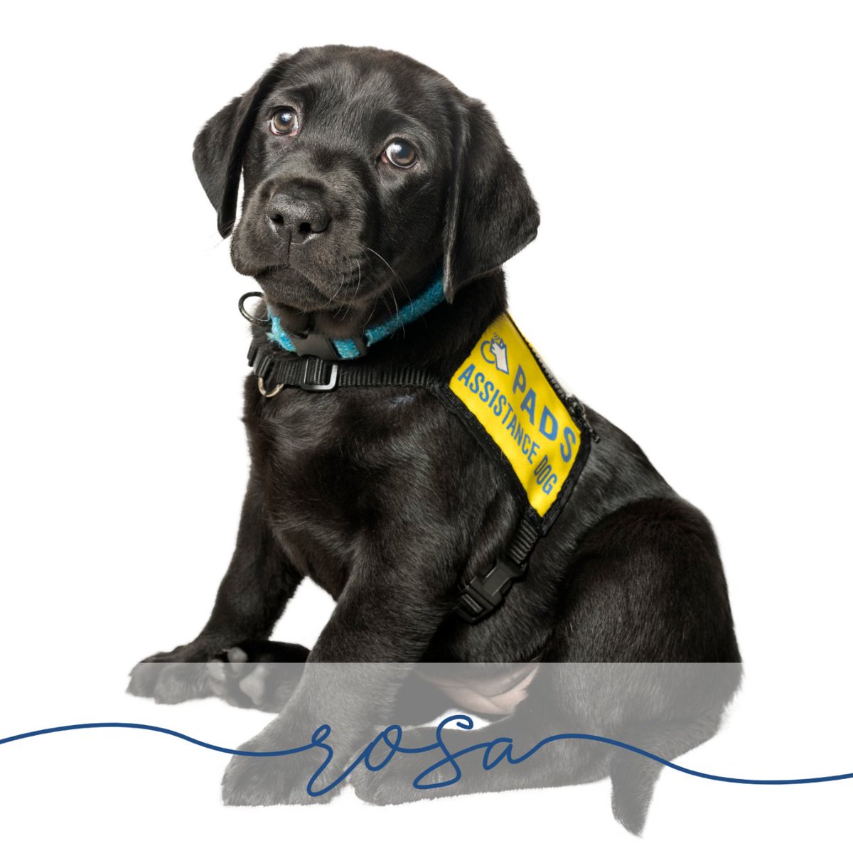 PADSdogs's tweet image. We can&apos;t wait to see where their new courses take them. 

#PADSPuppies #RaiseaPuppyChangeALife #PADSDogs #LifeInTheYellowVest #MarioKartLitter