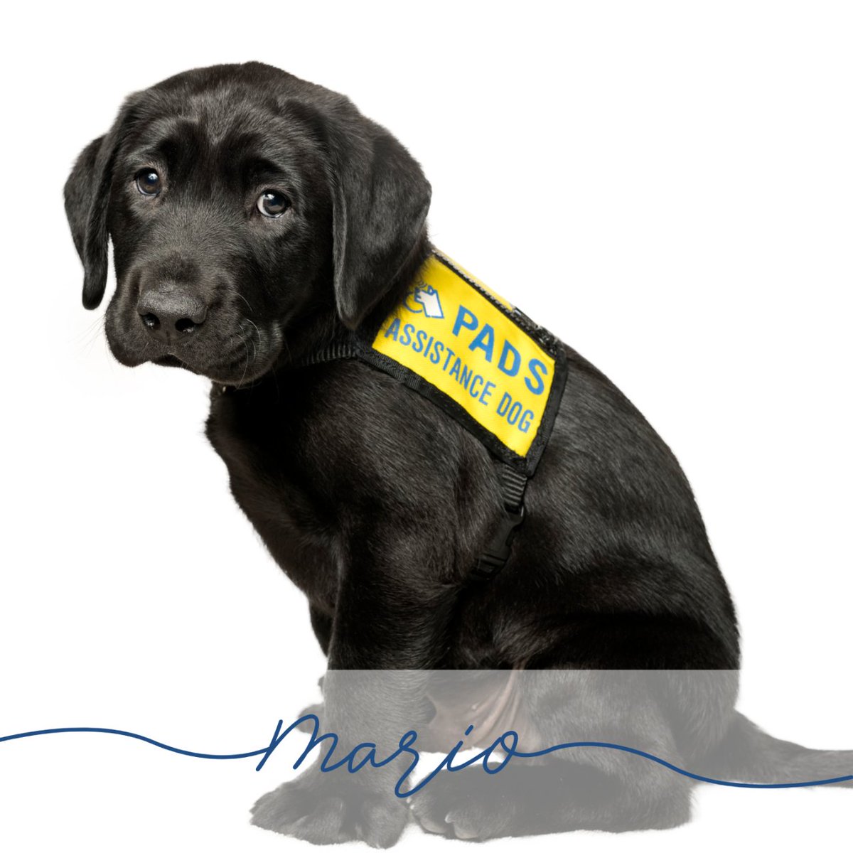 PADSdogs's tweet image. We can&apos;t wait to see where their new courses take them. 

#PADSPuppies #RaiseaPuppyChangeALife #PADSDogs #LifeInTheYellowVest #MarioKartLitter