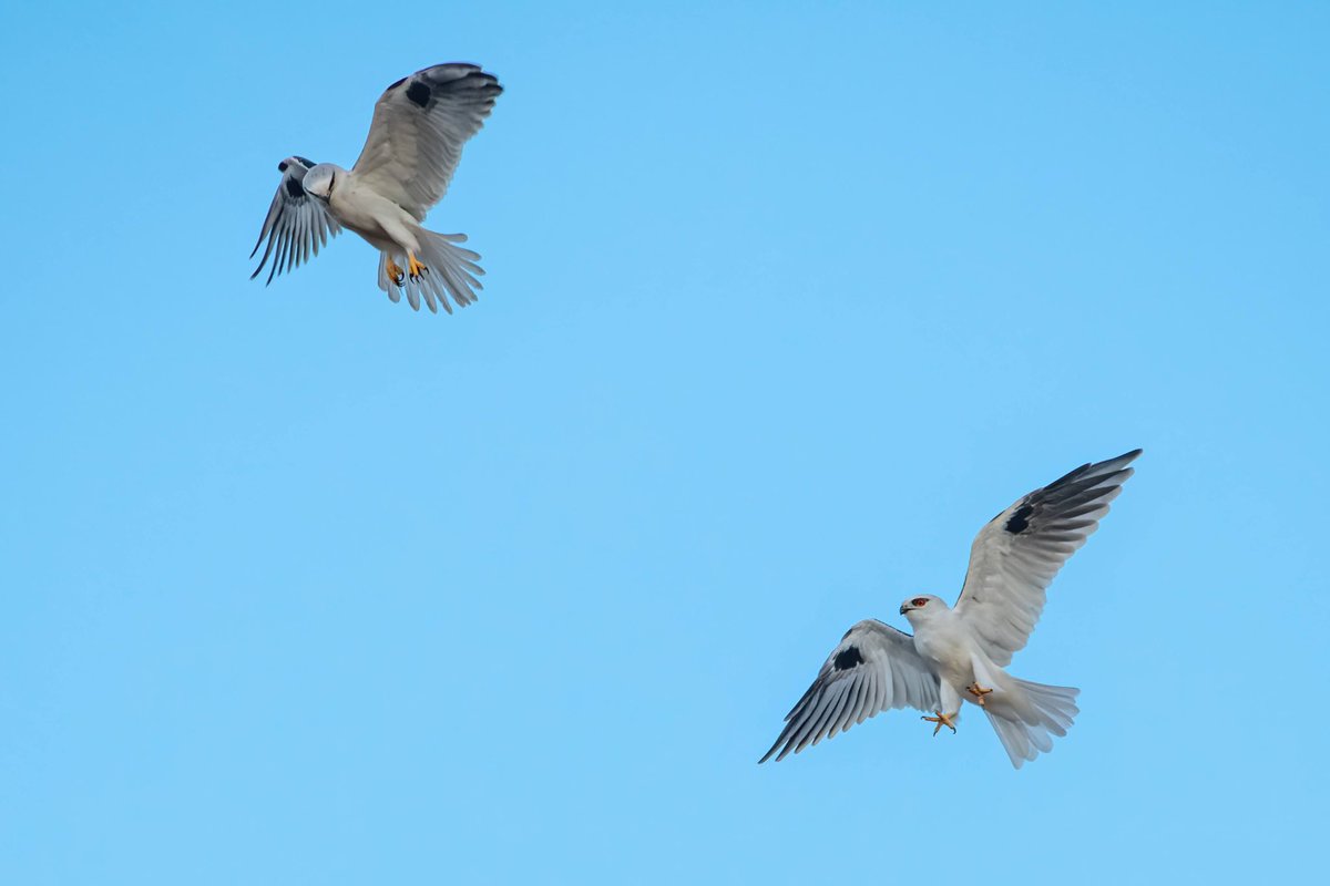 atzimm's tweet photo. @sykesjeff 2’s not always welcome company 😂
Black shouldered kites 🇦🇺 https://t.co/wsjVeuYNAk