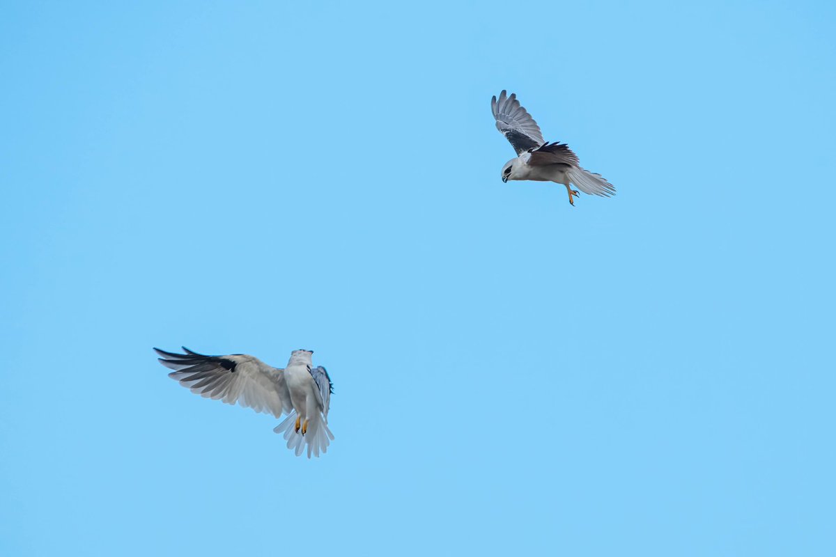 atzimm's tweet photo. @sykesjeff 2’s not always welcome company 😂
Black shouldered kites 🇦🇺 https://t.co/wsjVeuYNAk