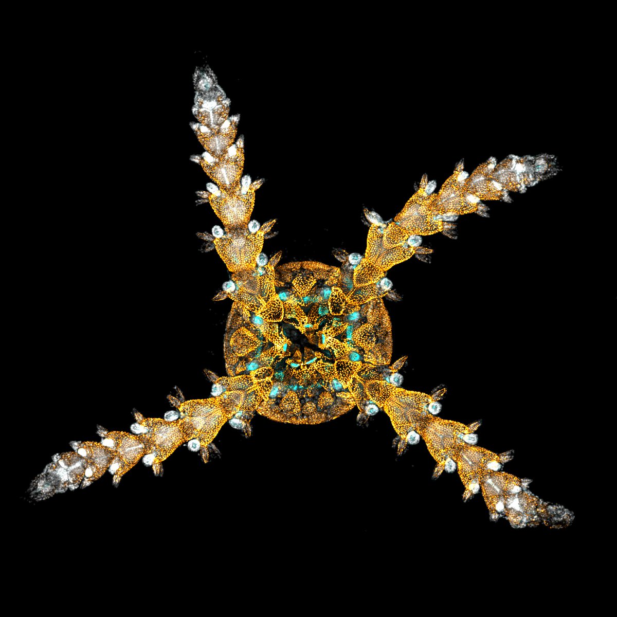 4-armed brittle star🤔⭐️ I have seen many sea stars and sea urchins with 4 rays, but this is my first brittle star. #Echinoderm nerds, are these common in the wild? ⬇️ Amphipholis squamata prenatal juvenile, skeleton (orange) and muscle (cyan) stainings