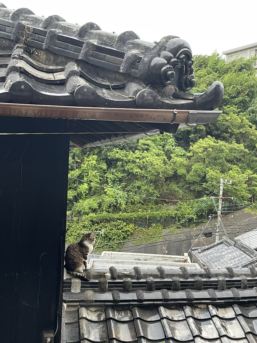 屋根の上で雨宿りねこ