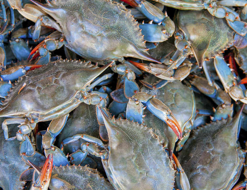 oasisonder's tweet photo. earlier my sibling said "crabity" and it got me thinking so heres a thread of me assigning cravity members different crabs with absolutely no explanation https://t.co/8ENUWVJV1Q