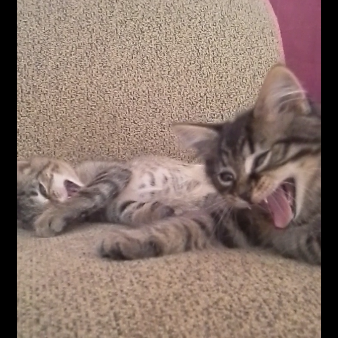 Section 8 Guitars tweet media