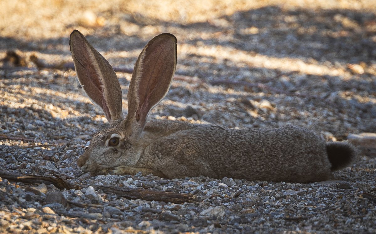 A couple of jackrabbits hiding from the heat on Clark Dry Lake today (Photo: Sicco Rood).