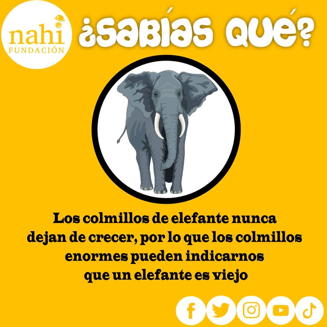 #fundacionnahi #fundacion #clownhumanitario #clownhospitalario #payasosdehospital #conelcorazonenlanariz #narizroja #laborsocial #voluntariado #cdmx #méxico #diversion #felicidad #amor #terapiadelarisa #IMSS #ISSSTE #secretariasaludcdmx #risoterapia #risoterapiamexico #hospital