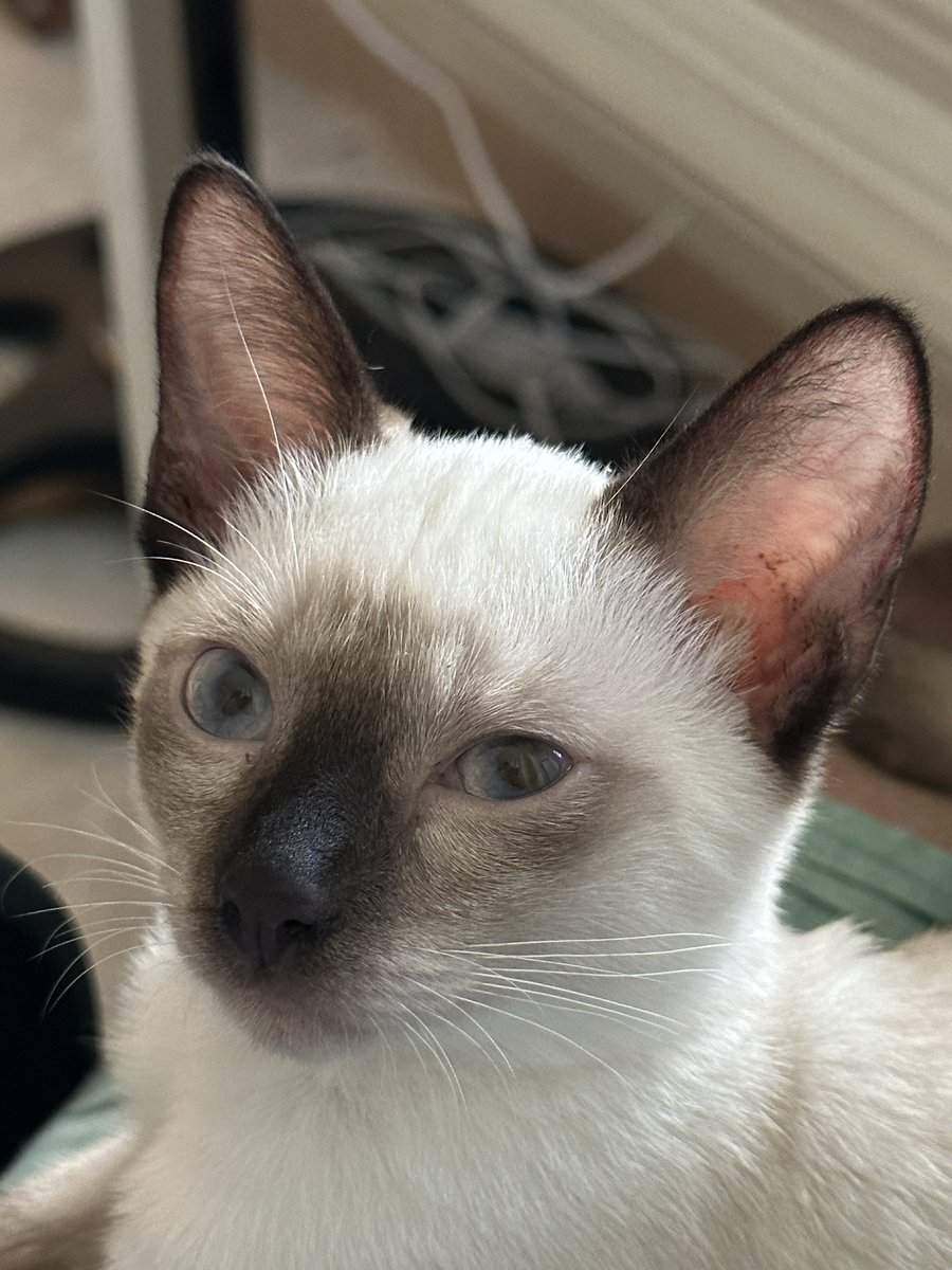 DocTourJess's tweet image. Meow.