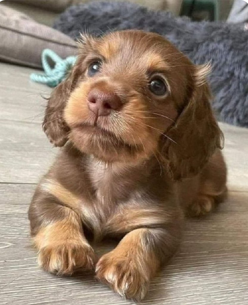 Puppies 🐶 tweet media