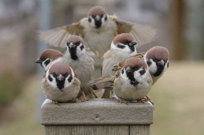 もちゃ(MONOや思ふと人の問うまで) tweet media