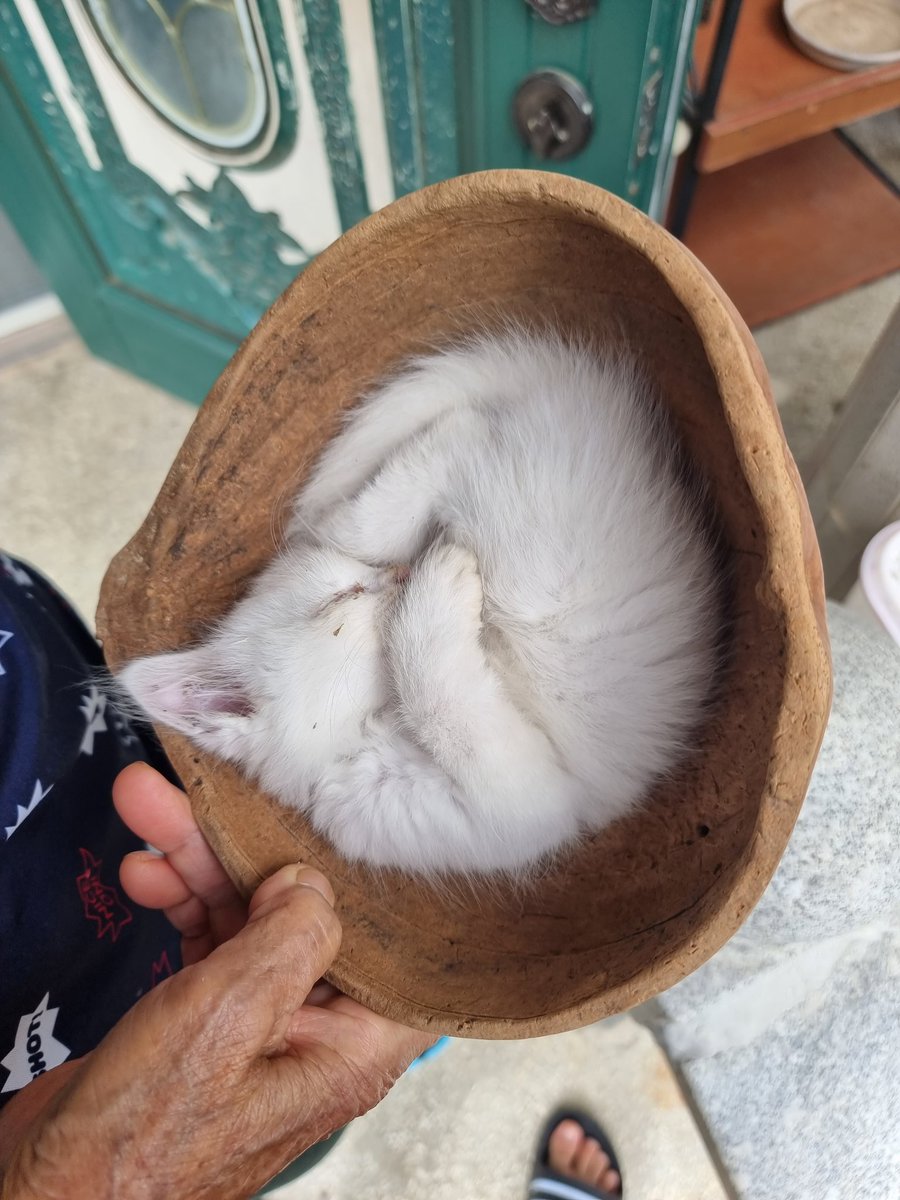 너무귀여워가 본계에도공유합니다
시골왔는데 바가지에 고양이잔다고 할무니가 보여주심.... ㅠㅠㅠㅠㅠㅠㅠㅠㅠㅠㅠ