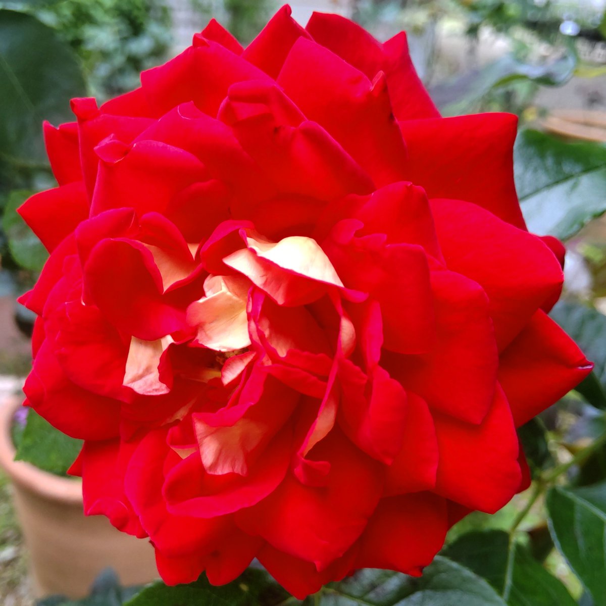 #花 0604 PHT23K