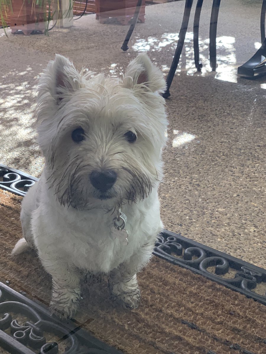 I’ve finished gardening, Mum, so time to let me in. #westie #westhighlandterrier