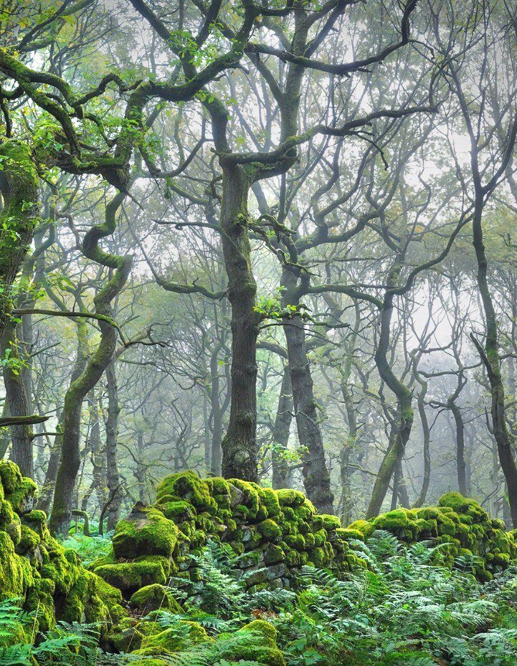 Grace_Ryan1's tweet photo. The hazy forest, in addition to the crisis, has greenery, hope and vitality.🪵🌲🌲
#Photography #Forest #Vitality https://t.co/nzuwkN0o9P