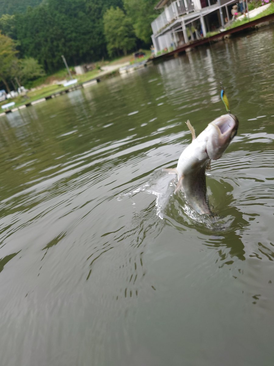 h_yamakuma's tweet image. 屋根付きはありがたい☔
#アーケード街