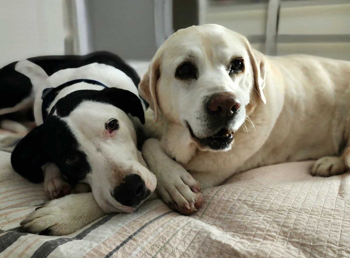 1968_Shadow's tweet photo. @davidasinclair @serenapoon Im so sorry yo hear of your loss. 13 year old Hollie &amp; 10 month old Koda send big hugs. Dogs mean so much to us. Hollie on the right started NMN 250mg, 4 weeks ago. I can only hope. She's my everything. 💕🐾 https://t.co/FjBMcheQE3