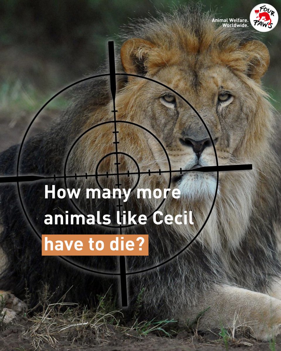 Remembering #CecilTheLion, the majestic lion who was lured out of his protected area and shot down by an American dentist. 🦁🖤

His legacy inspires us to continue fighting to #BanTrophyHunting. Sign our petition to #BreakTheViciousCycle: fpau.org/ban-bigcatsZA

#WildlifeTrade