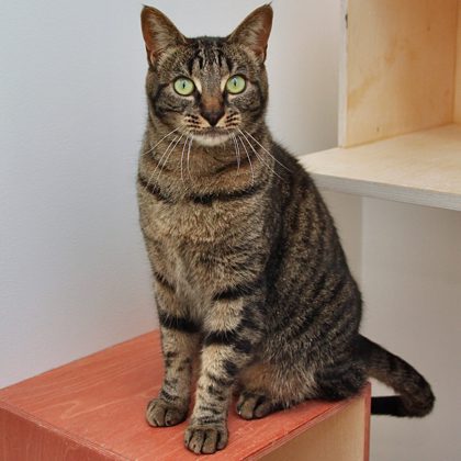 Meet Joan (2yrs)! She's a playful gal whose fav activities are chasing balls & wand toys. She can be hand shy, so it's best to follow her lead. You'll know when she wants pets when she head butts you! 👉 Adopt her at 250 Florida St, SF: bit.ly/3JEJB0D #AdoptDontShop 🐾