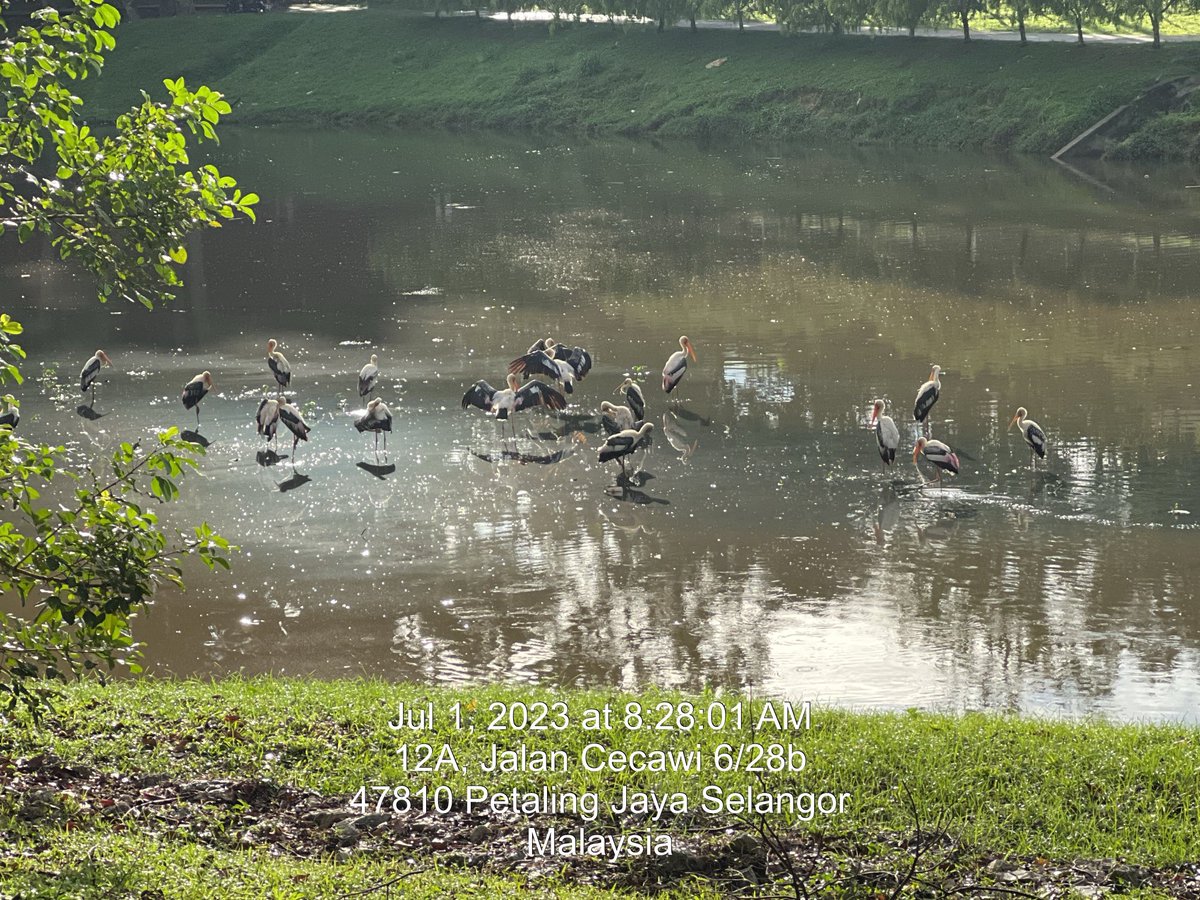 Bangau oh bangau kenapa engkau kurus
Macam mana aku tak kurus
Ikan tidak nak timbul
Ikan tidak nak timbul
Ikan oh ikan kenapa kau tak timbul
Macem mana aku tak timbul
Aku kat Sg Tambul
Akubkat Sg Tambul