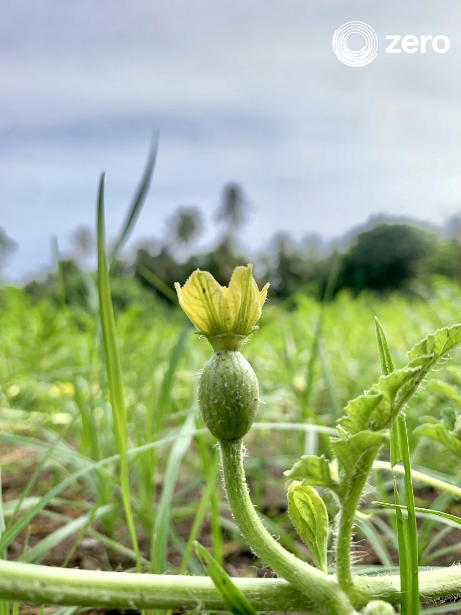 ZeroMaldives's tweet photo. Nature's sweet promise is in bloom! 🌸🍉 Witness the beauty of a watermelon flower as it heralds the arrival of juicy delight. From its delicate petals to the tantalizing scent, it's a testament to the abundance that awaits.​
#zero #maldives #sustainable #agriculture #farming https://t.co/OrAMtiX6lQ