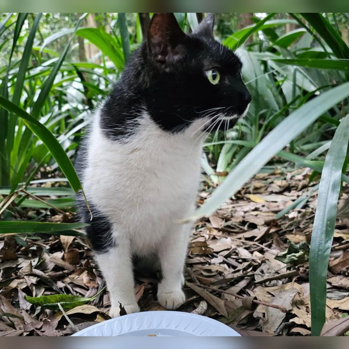 Roberta é uma frajolinha muito dócil e que ama conversar prontinha para um lar e ser a fiel amiga de um humano que a proteja e converse bastante com ela. Se você não pode adotar, que tal fazer uma visita ao parque do Museu do Ipiranga EM SP CAPITAL
 IG :gatosdomuseuoficial