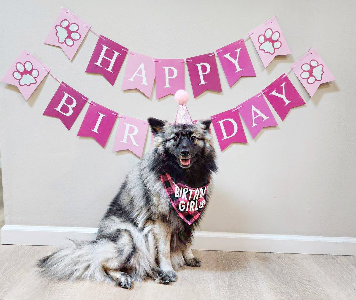 Dunkaru_LoL's tweet photo. Very happy 1st birthday for Okami 💕 https://t.co/WeCk628qcW