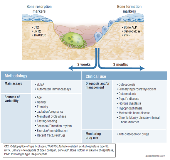 Itamar Levinger (@itamarlevinger) on Twitter photo A comprehensive review focused on #BTM and their potential use in clinical settings "Bone Turnover Markers: Basic Biology to Clinical Applications" @EndocrineReviews
<a href="/TheEndoSociety/">Endocrine Society</a>
doi.org/10.1210/endrev… A comprehensive review focused on #BTM and their potential use in clinical settings "Bone Turnover Markers: Basic Biology to Clinical Applications" @EndocrineReviews
<a href="/TheEndoSociety/">Endocrine Society</a>
doi.org/10.1210/endrev…
